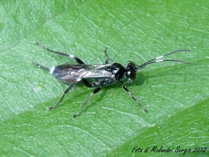 Ichneumonidae. Sottofamiglia Cryptinae